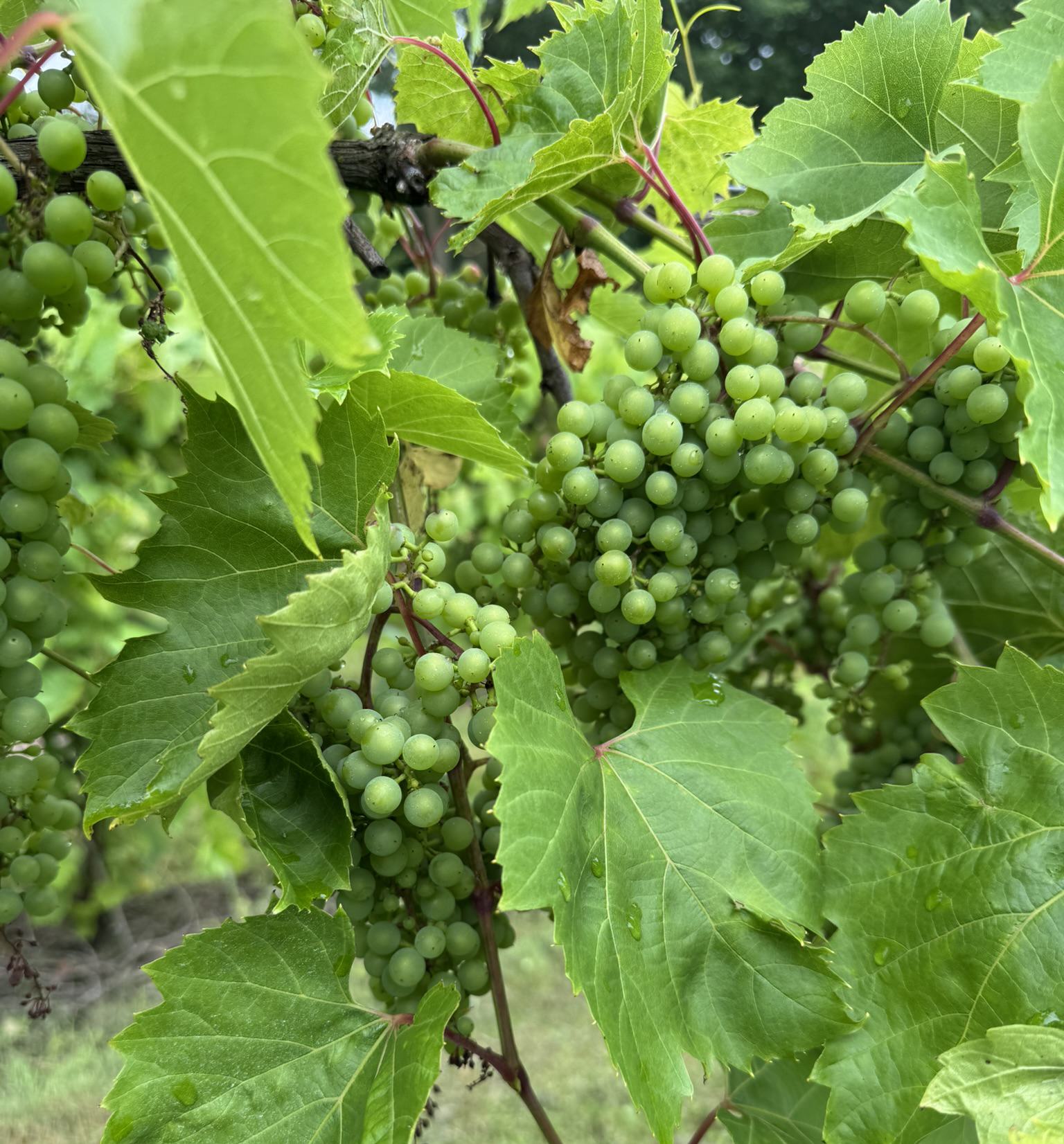 Frontenac grape cluster growing on a vine.